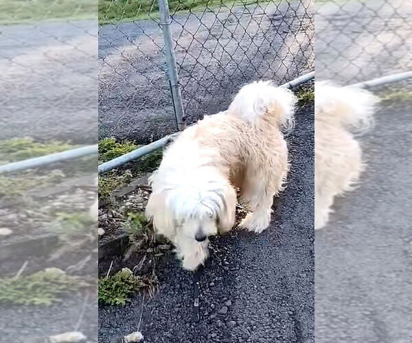 Medium Photo #5 Lhasa Apso-Unknown Mix Puppy For Sale in Virginia Beach, VA, USA