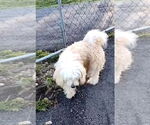 Small #4 Lhasa Apso Mix