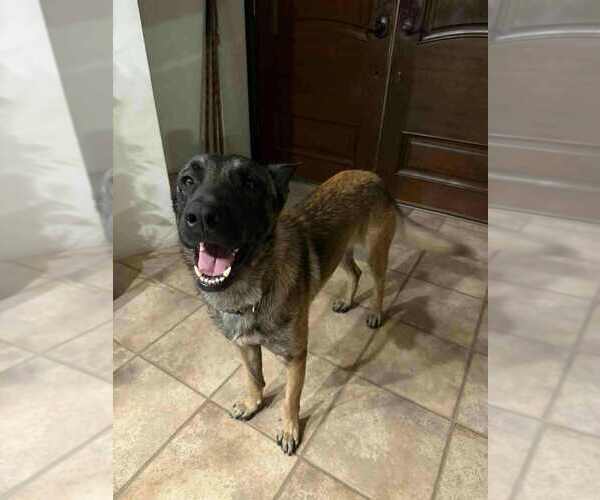 Medium Photo #3 Mutt Puppy For Sale in Imlay City, MI, USA