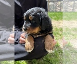 Small Photo #10 Great Bernese Puppy For Sale in IOLA, WI, USA
