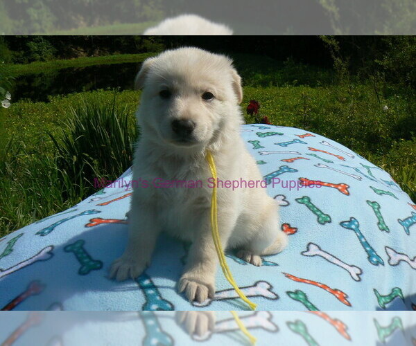 Medium Photo #7 German Shepherd Dog Puppy For Sale in PIEDMONT, MO, USA