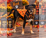 Red - Male Mutt Dog for Adoption - Small photo