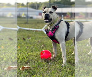 Boxador Dogs for adoption in South Bend, IN, USA