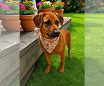 Small #1 Black Mouth Cur Mix