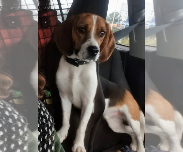 Medium Photo #2 Beagle Puppy For Sale in Dunnellon, FL, USA