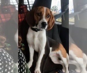 Benji III - Male Beagle Dog for Adoption - Photo #2