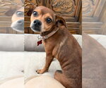 Small Photo #3 Chihuahua-Unknown Mix Puppy For Sale in Lake Forest, CA, USA