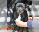 Small Labrador Retriever Mix