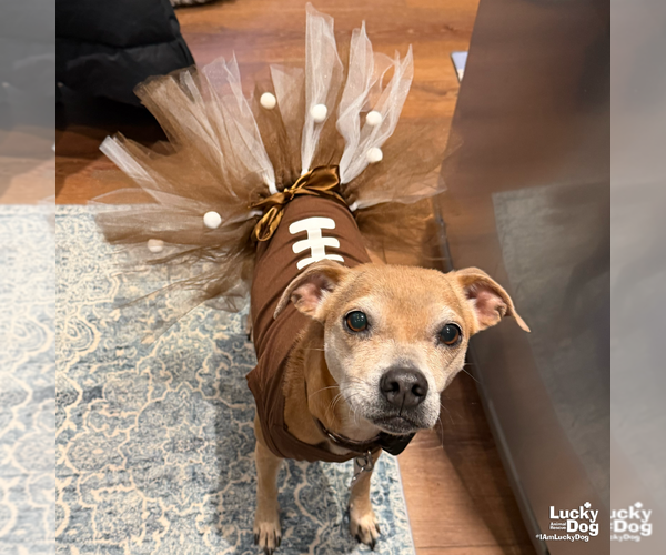 Medium Photo #8 Chihuahua-Unknown Mix Puppy For Sale in Washington, DC, USA