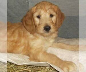 Goldendoodle Puppy for sale in THORP, WI, USA