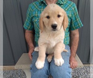 Golden Retriever Puppy for sale in APPLE CREEK, OH, USA