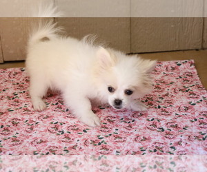 Pominese Puppy for sale in BLOOMINGTON, IN, USA