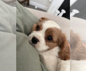 Medium Cavalier King Charles Spaniel