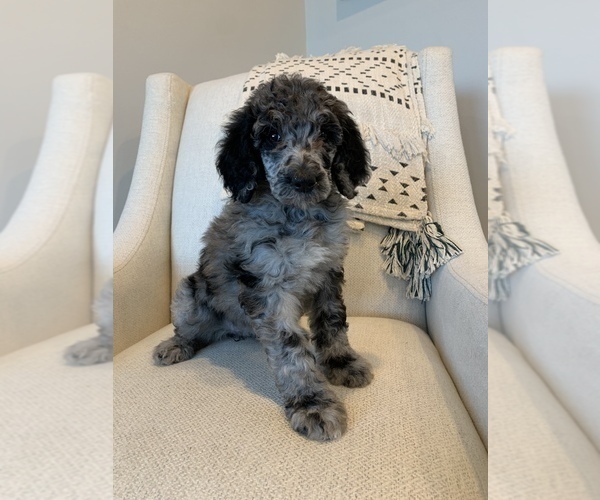 Medium Photo #4 Poodle (Standard) Puppy For Sale in SANDY, UT, USA