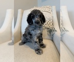 Small Photo #4 Poodle (Standard) Puppy For Sale in SANDY, UT, USA