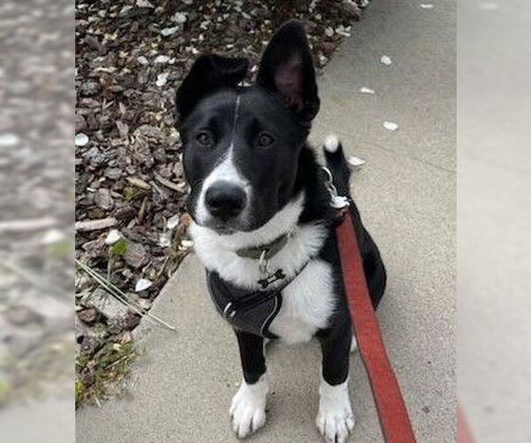 Medium Photo #2 Border Collie-Unknown Mix Puppy For Sale in Oceanside, CA, USA