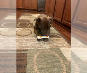Nallah - Female American Staffordshire Terrier-Labrador Retriever Mix Dog for Adoption - Photo #4