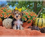 Small #1 Yorkshire Terrier