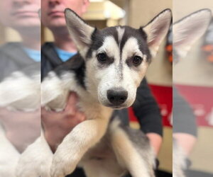Siberian Husky Dogs for adoption in Matawan, NJ, USA