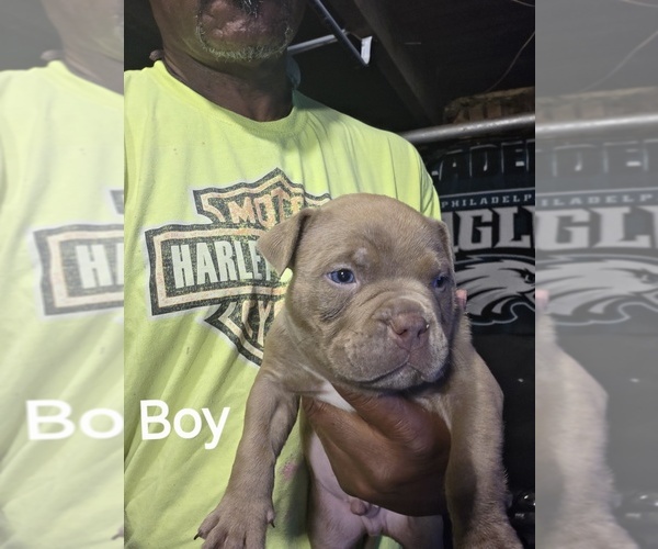 Medium Photo #5 American Bully Puppy For Sale in TRENTON, NJ, USA