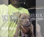 Small #4 American Bully