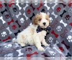 Small #6 Cavapoo (Miniature)
