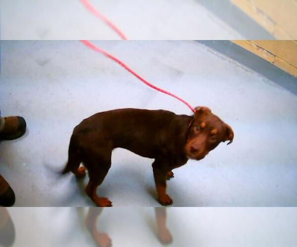 Medium Photo #1 Mutt Puppy For Sale in Tulsa, OK, USA