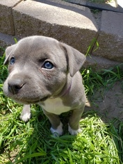 American Bully-American Pit Bull Terrier Mix Puppy for sale in SAN JACINTO, CA, USA