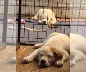 Naga (N Puppies) - Male Great Pyrenees-Unknown Mix Dog for Adoption - Photo #4
