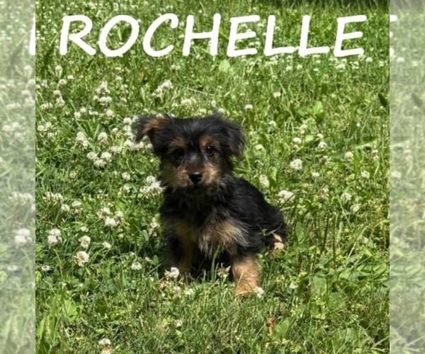 Medium Photo #2 YorkiePoo Puppy For Sale in HARTLAND, MN, USA