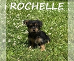 Small #1 YorkiePoo