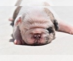 Small #3 Pug