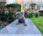 Small Photo #237 French Bulldog Puppy For Sale in HAYWARD, CA, USA