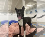 Mandie - Female Australian Kelpie-Unknown Mix Dog for Adoption - Small photo