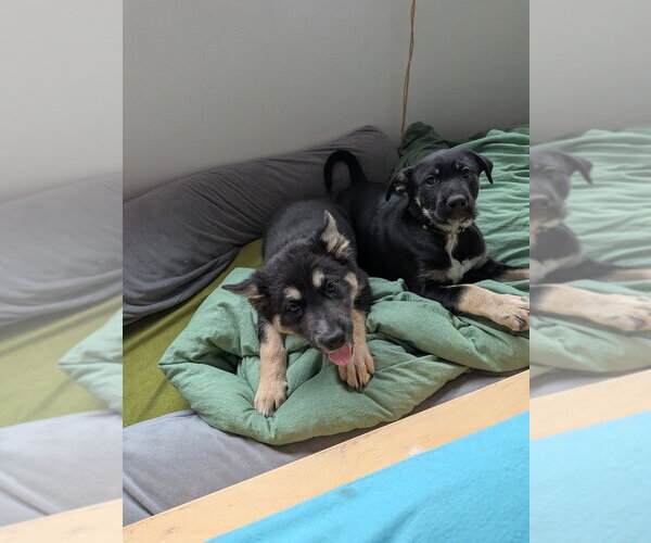 Medium Photo #15 Mutt Puppy For Sale in Pacifica, CA, USA