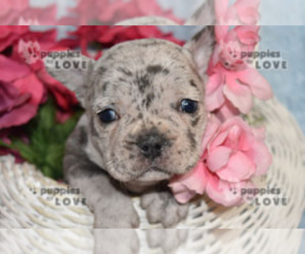 Medium Photo #8 French Bulldog Puppy For Sale in SANGER, TX, USA
