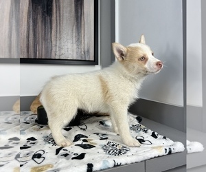 Pomsky Puppy for sale in FRANKLIN, IN, USA