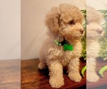 Small #1 Poodle (Miniature)-Poodle (Toy) Mix
