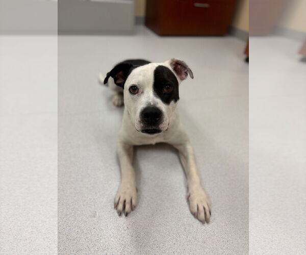 Medium Photo #3 American Pit Bull Terrier-Unknown Mix Puppy For Sale in Virginia Beach, VA, USA