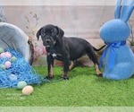 Small #1 Catahoula Leopard Dog