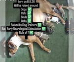 Small American Pit Bull Terrier