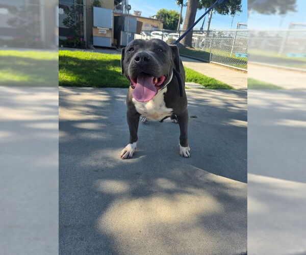 Medium Photo #1 Mutt Puppy For Sale in Downey, CA, USA