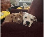 Small Photo #12 Mutt Puppy For Sale in Philadelphia, PA, USA