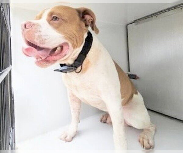 Medium Photo #1 American Bulldog-Unknown Mix Puppy For Sale in Houston, TX, USA