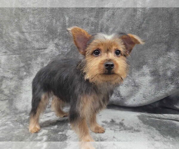 Medium Photo #3 Mutt Puppy For Sale in Lincolnwood, IL, USA