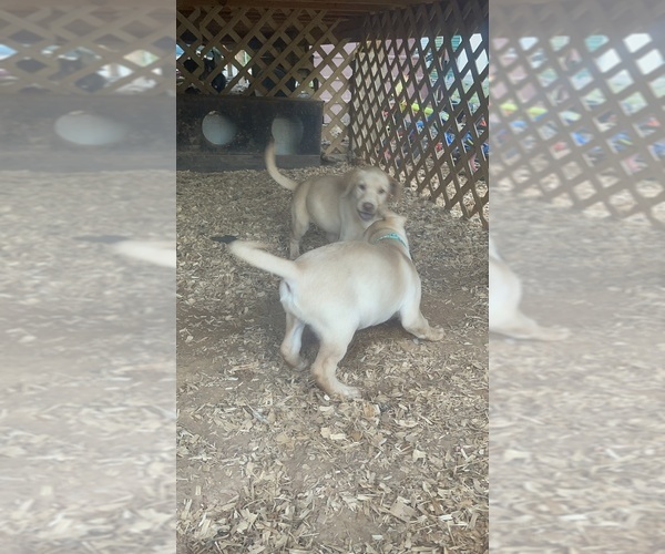 Medium Photo #9 Labrador Retriever Puppy For Sale in ASHEVILLE, NC, USA