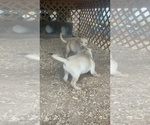 Small Photo #9 Labrador Retriever Puppy For Sale in ASHEVILLE, NC, USA
