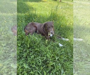 Father of the Borador puppies born on 05/24/2026