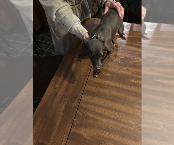 Medium Photo #1 Italian Greyhound Puppy For Sale in STILLWATER, OK, USA