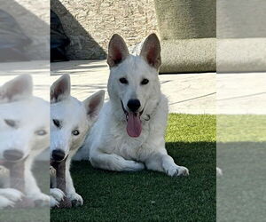 Everest - Male Unknown-white german shepherd Mix Dog for Adoption - Photo #8